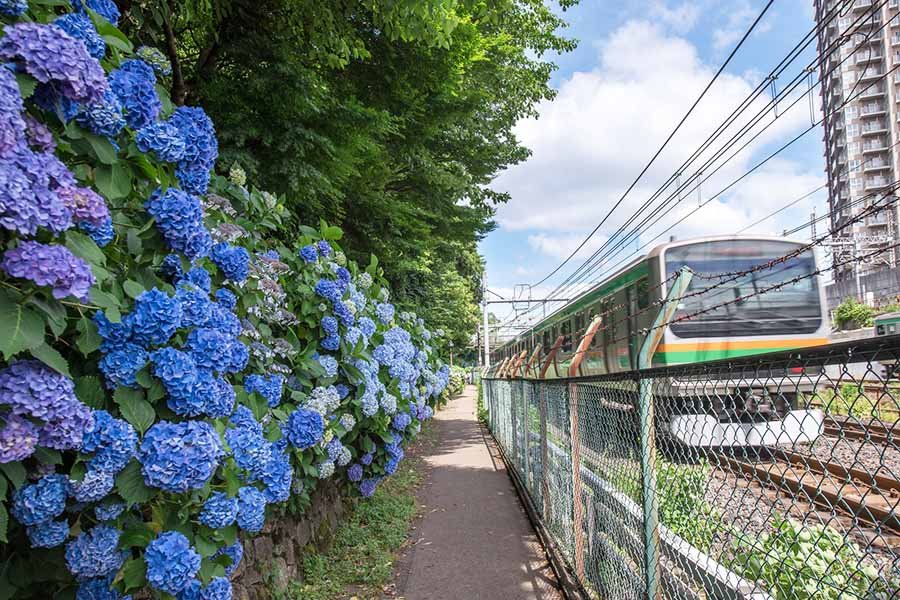 🌳 아스카야마 공원 (飛鳥山公園) 이미지 7